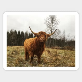 Scottish Highland Cattle Cow 2170 Sticker